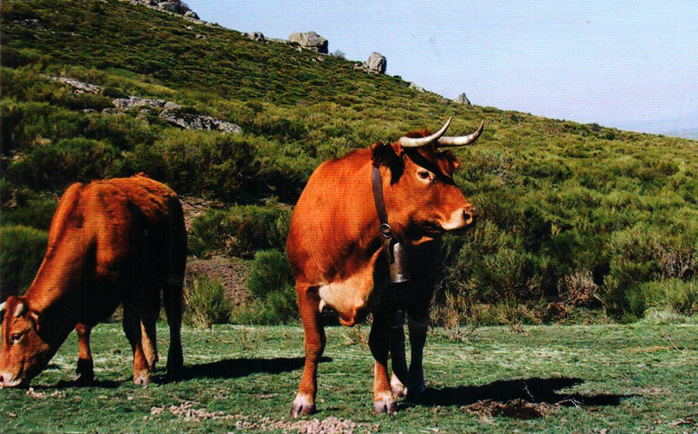 Carne de tornadizos